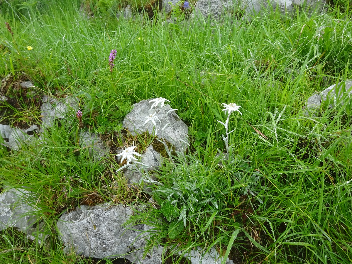 Leontopodium nivale subsp. alpinum (Asteraceae)